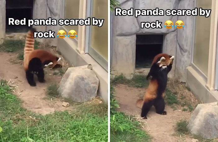 30 Animals Caught Being Goofier Than Anyone Expected