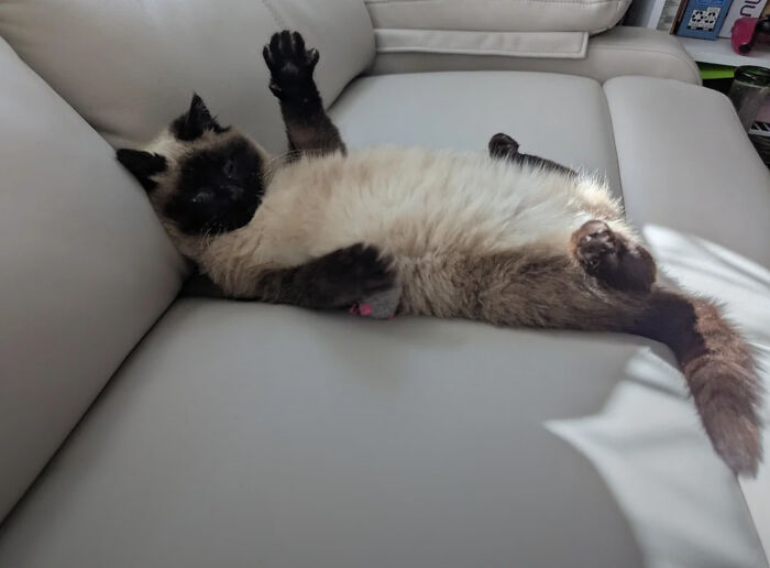 30 Animals Caught Being Goofier Than Anyone Expected