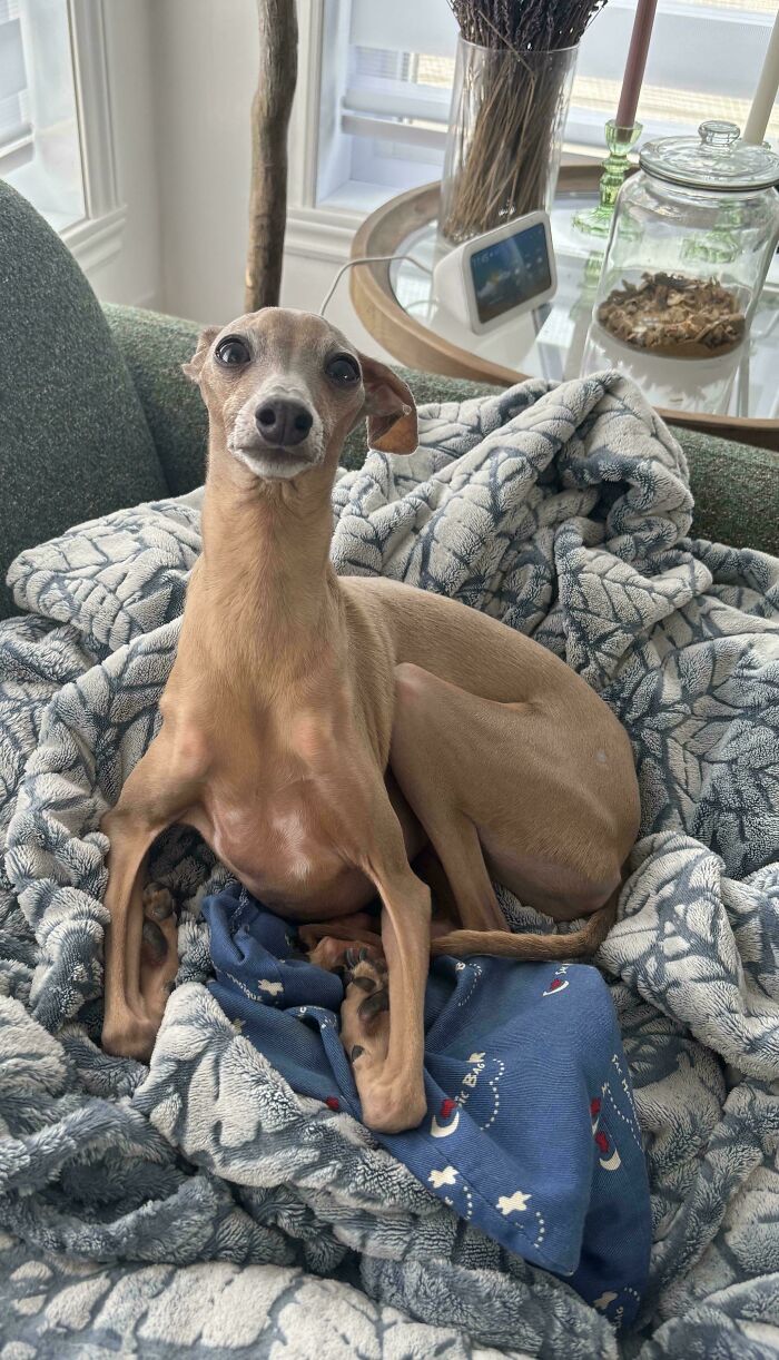 30 Animals Caught Being Goofier Than Anyone Expected