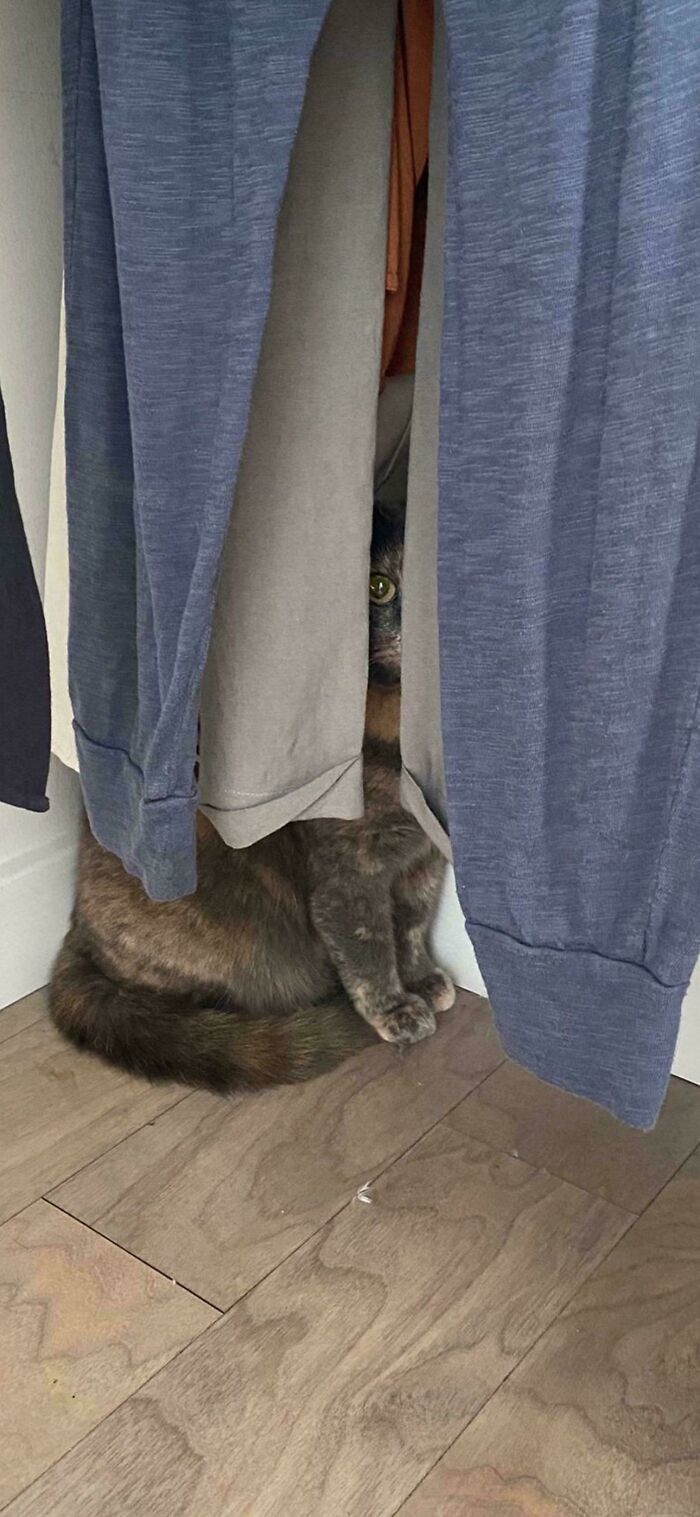 30 Animals Caught Being Goofier Than Anyone Expected