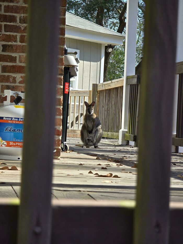 30 Animals Caught Being Goofier Than Anyone Expected