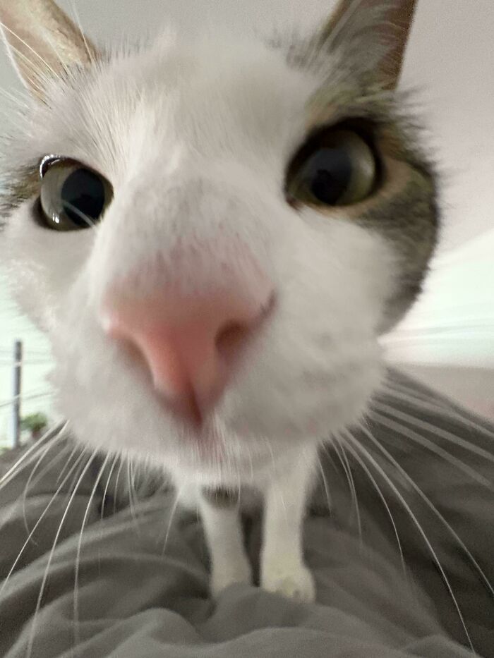 30 Animals Caught Being Goofier Than Anyone Expected