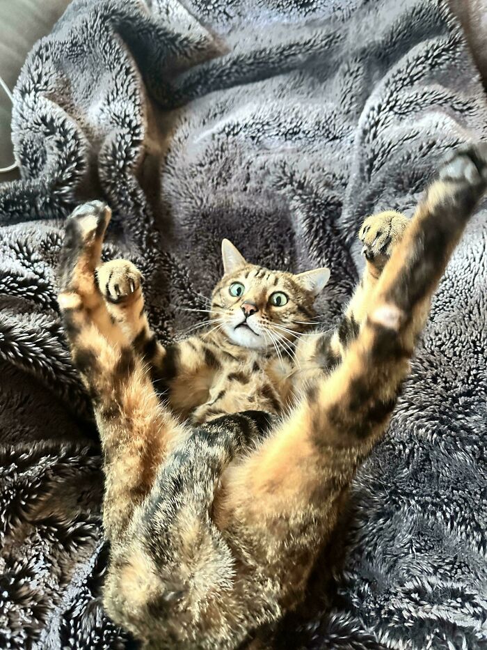 30 Animals Caught Being Goofier Than Anyone Expected