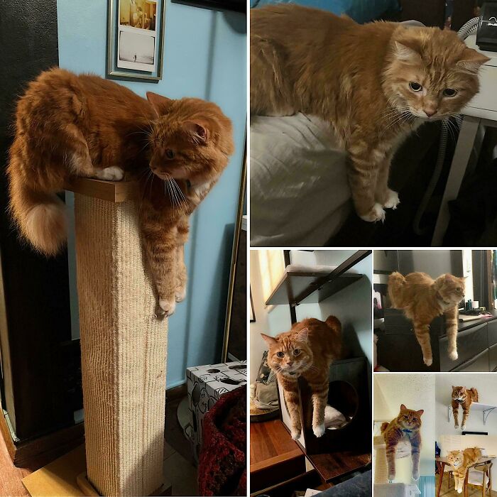 30 Animals Caught Being Goofier Than Anyone Expected