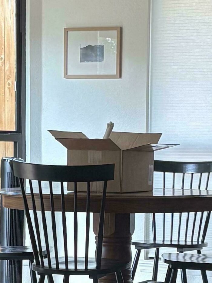 30 Animals Caught Being Goofier Than Anyone Expected