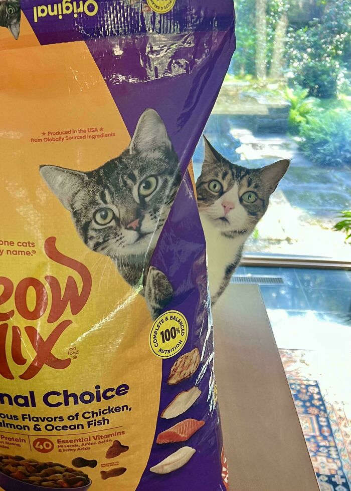 30 Animals Caught Being Goofier Than Anyone Expected