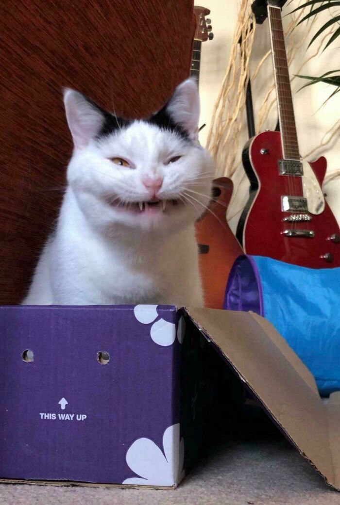 30 Animals Caught Being Goofier Than Anyone Expected