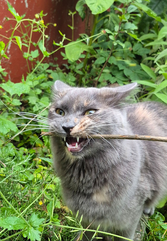 30 Animals Caught Being Goofier Than Anyone Expected