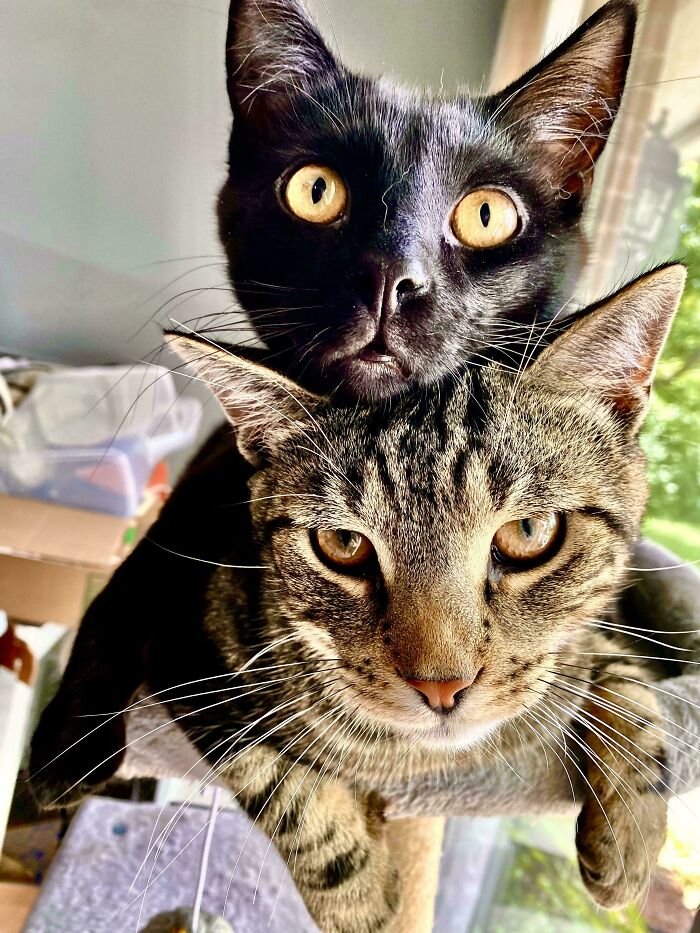 30 Animals Caught Being Goofier Than Anyone Expected