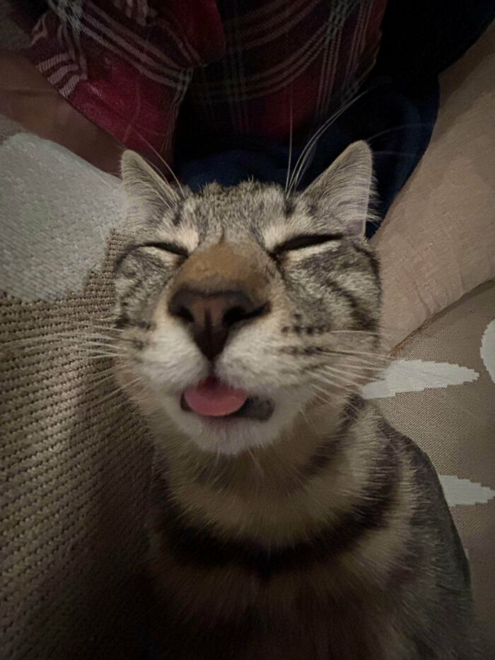 30 Animals Caught Being Goofier Than Anyone Expected