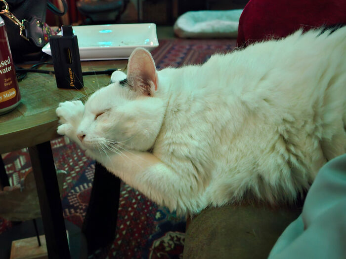 30 Animals Caught Being Goofier Than Anyone Expected