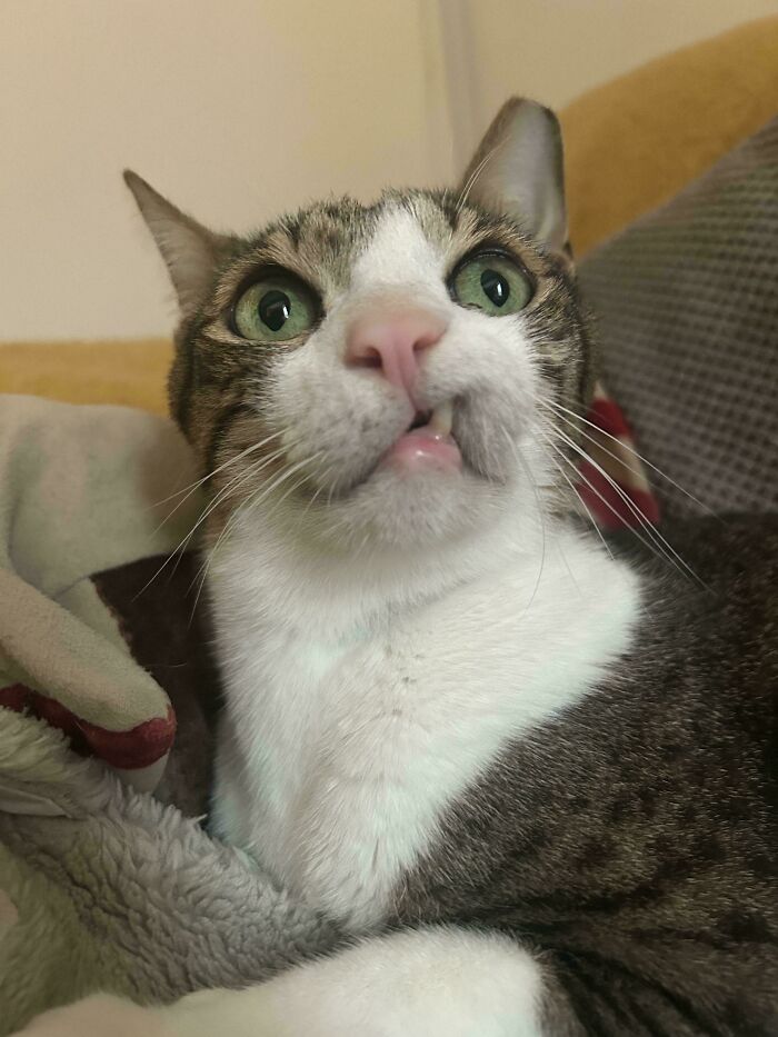 30 Animals Caught Being Goofier Than Anyone Expected