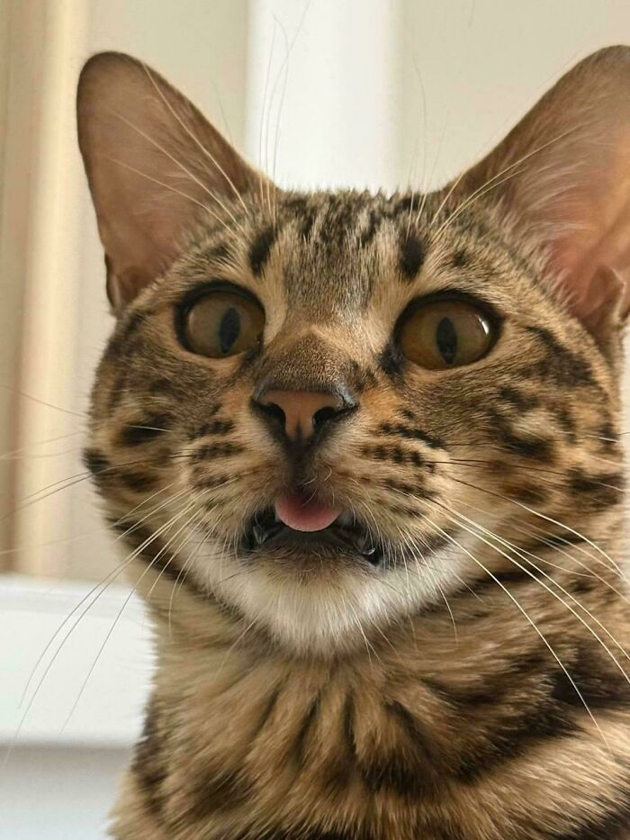 30 Animals Caught Being Goofier Than Anyone Expected