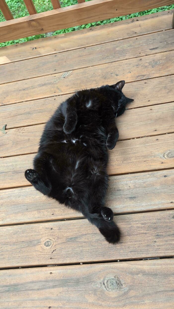 30 Animals Caught Being Goofier Than Anyone Expected