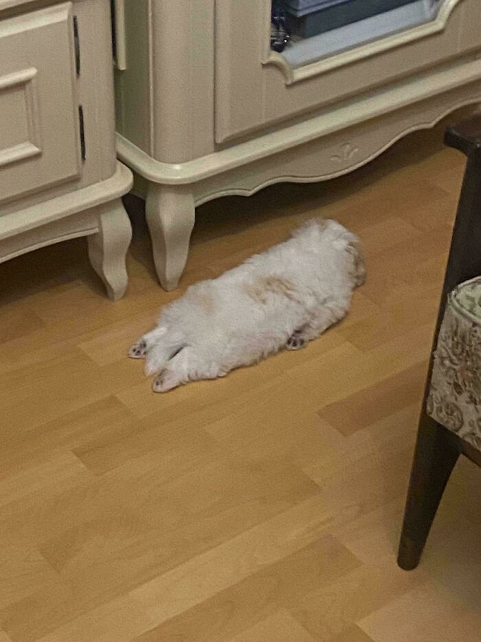 30 Animals Caught Being Goofier Than Anyone Expected