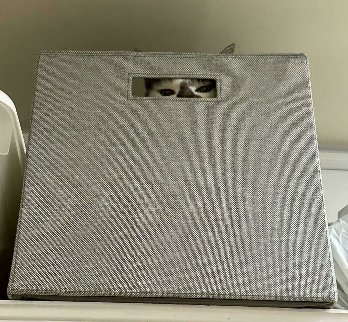 30 Animals Caught Being Goofier Than Anyone Expected