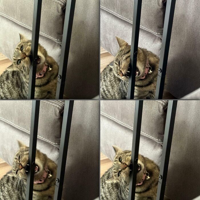 30 Animals Caught Being Goofier Than Anyone Expected