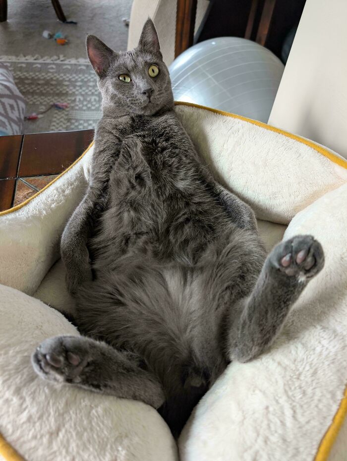 30 Animals Caught Being Goofier Than Anyone Expected