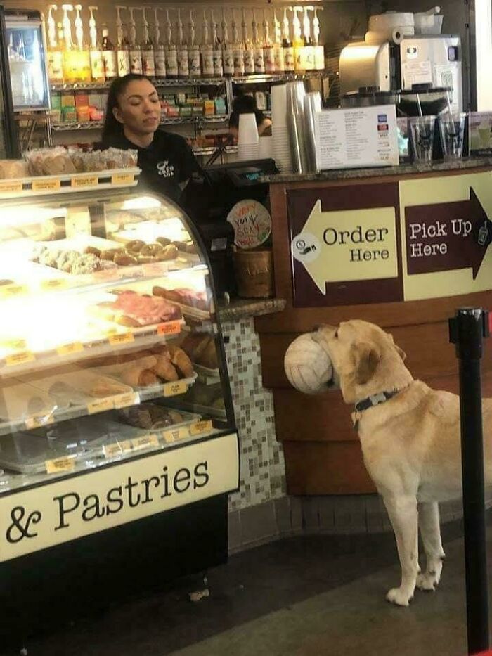 30 Animals Caught Being Goofier Than Anyone Expected