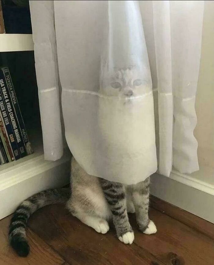 30 Animals Caught Being Goofier Than Anyone Expected