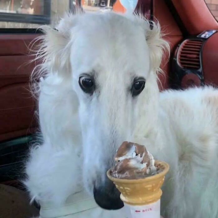 30 Animals Caught Being Goofier Than Anyone Expected