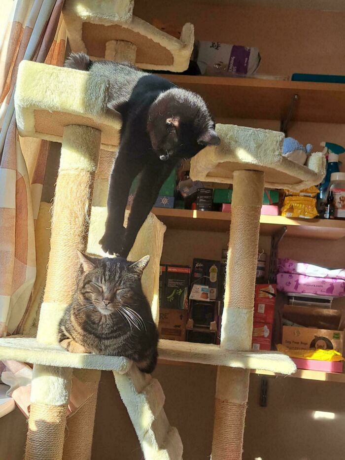 30 Animals Caught Being Goofier Than Anyone Expected