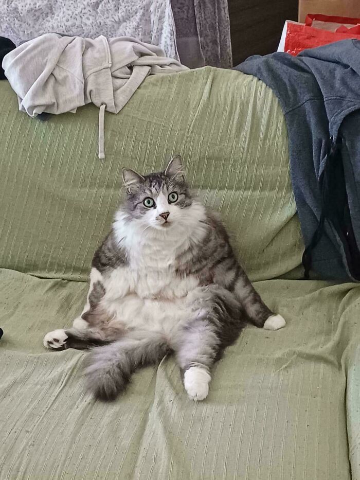 30 Animals Caught Being Goofier Than Anyone Expected