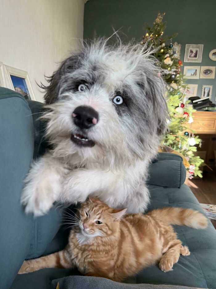 30 Animals Caught Being Goofier Than Anyone Expected