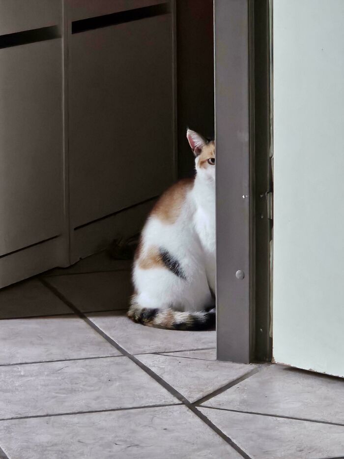 30 Animals Caught Being Goofier Than Anyone Expected