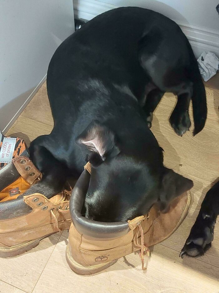 30 Animals Caught Being Goofier Than Anyone Expected