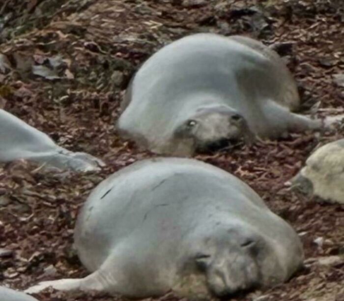 30 Animals Caught Being Goofier Than Anyone Expected