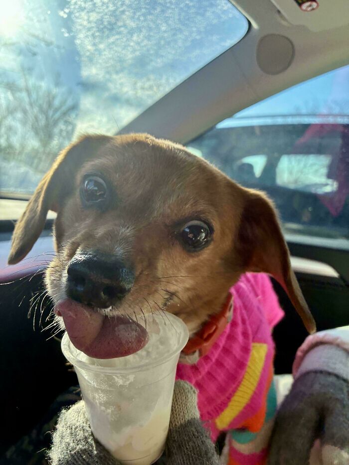 30 Animals Caught Being Goofier Than Anyone Expected