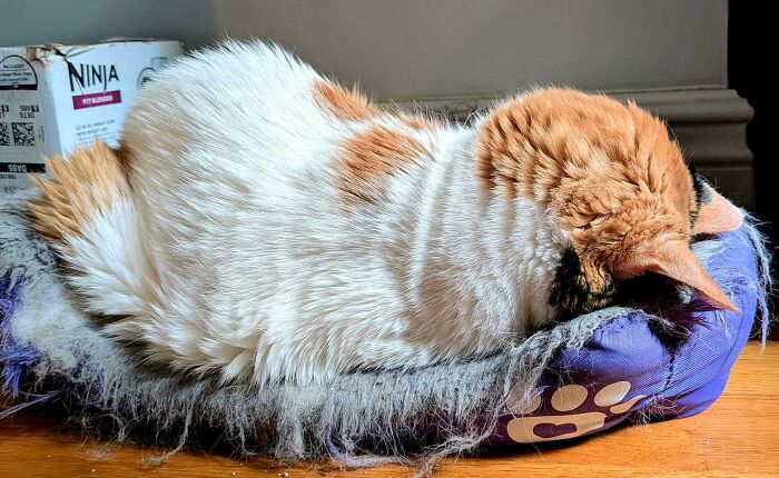 30 Animals Caught Being Goofier Than Anyone Expected