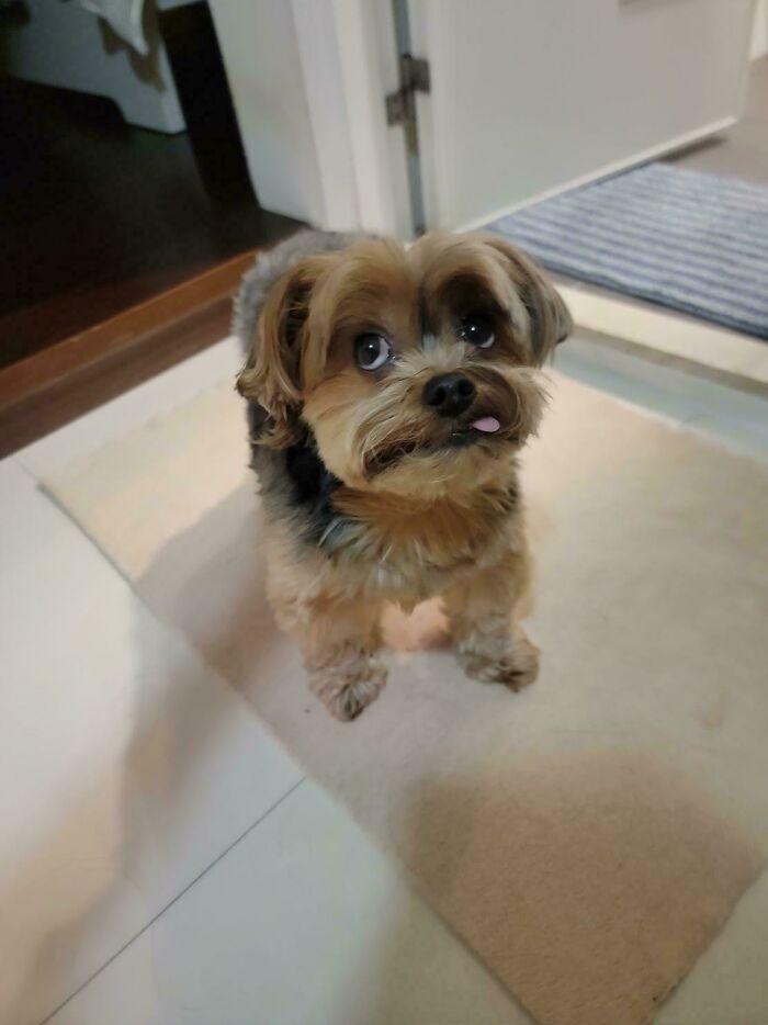 30 Animals Caught Being Goofier Than Anyone Expected