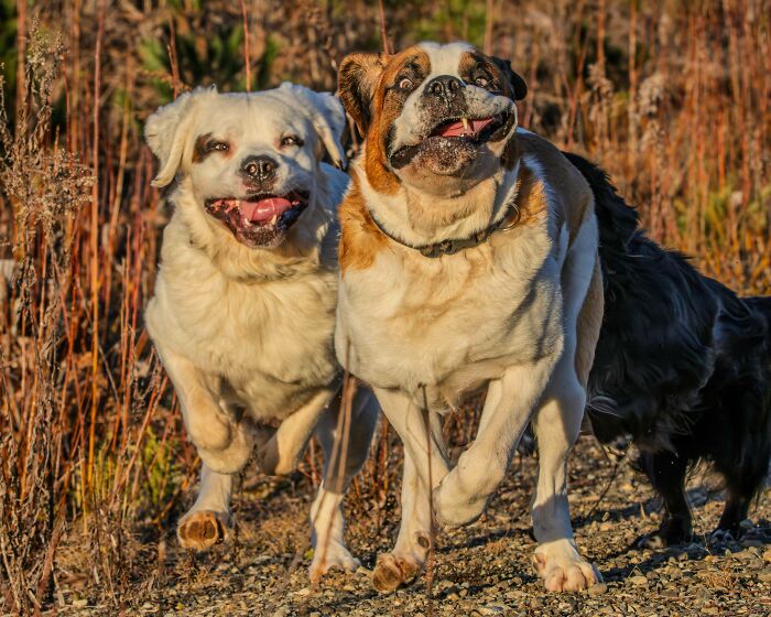 30 Animals Caught Being Goofier Than Anyone Expected