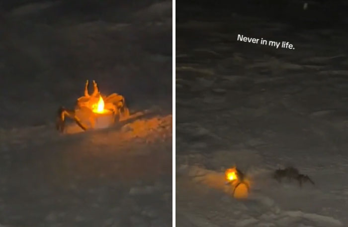 30 Animals Caught Being Goofier Than Anyone Expected