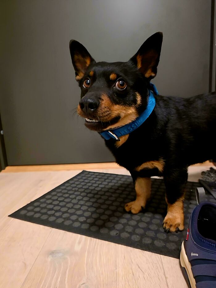 30 Animals Caught Being Goofier Than Anyone Expected