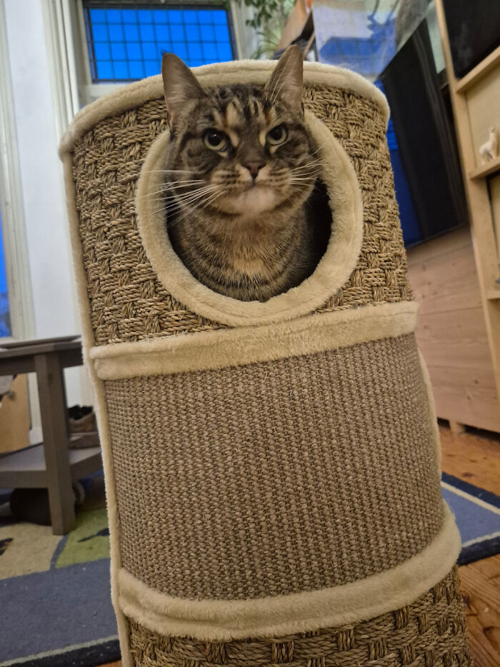 30 Animals Caught Being Goofier Than Anyone Expected