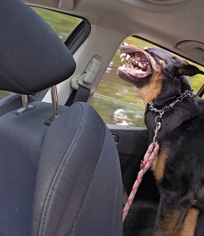 30 Animals Caught Being Goofier Than Anyone Expected