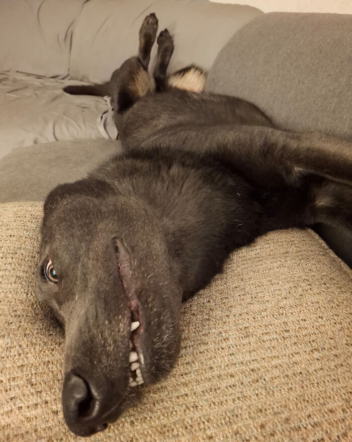 30 Animals Caught Being Goofier Than Anyone Expected