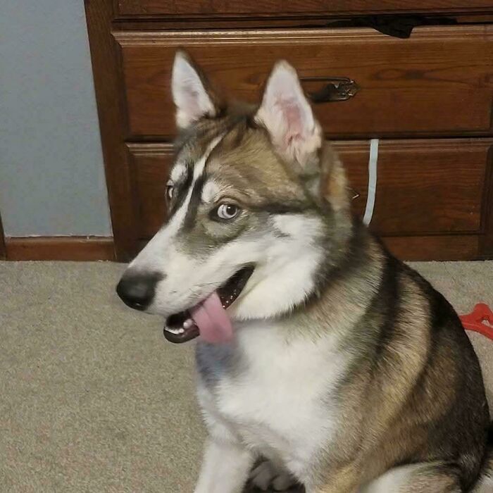 30 Animals Caught Being Goofier Than Anyone Expected