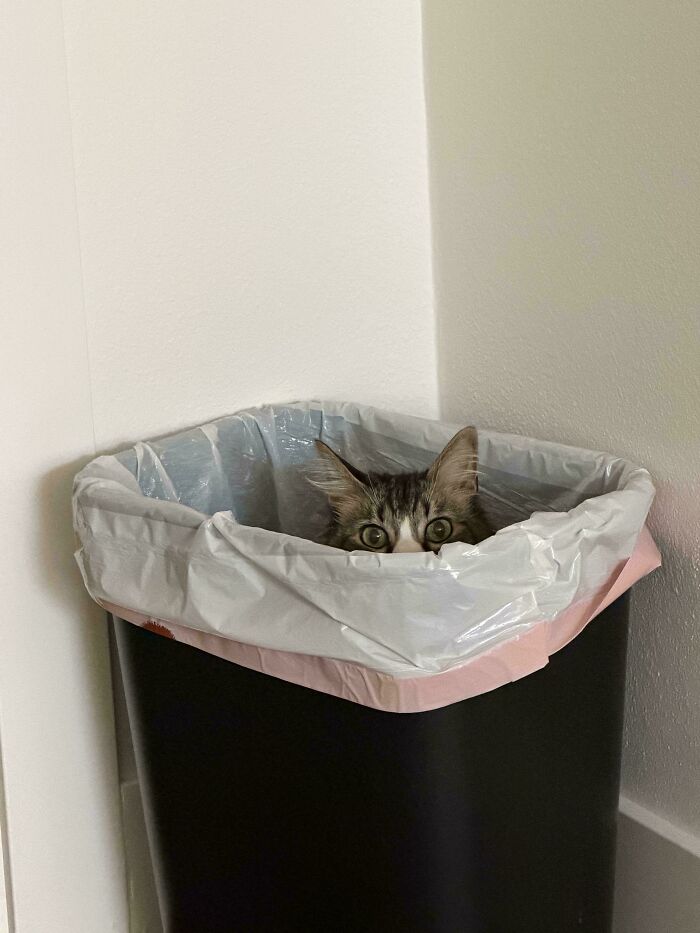 30 Animals Caught Being Goofier Than Anyone Expected