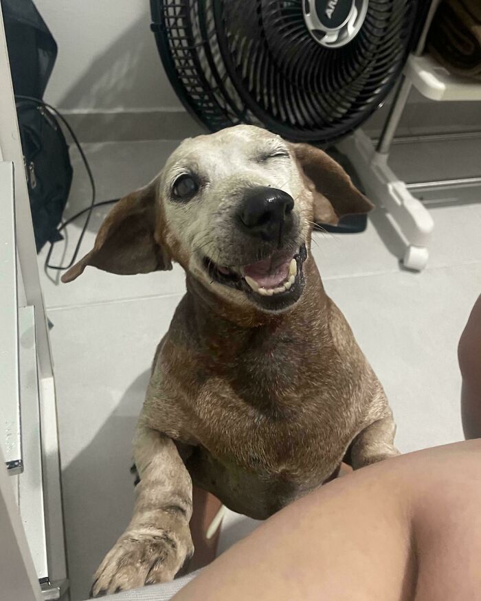 30 Animals Caught Being Goofier Than Anyone Expected