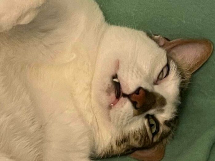 30 Animals Caught Being Goofier Than Anyone Expected