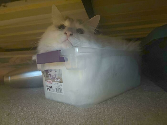 30 Animals Caught Being Goofier Than Anyone Expected