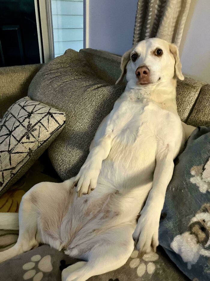 30 Animals Caught Being Goofier Than Anyone Expected