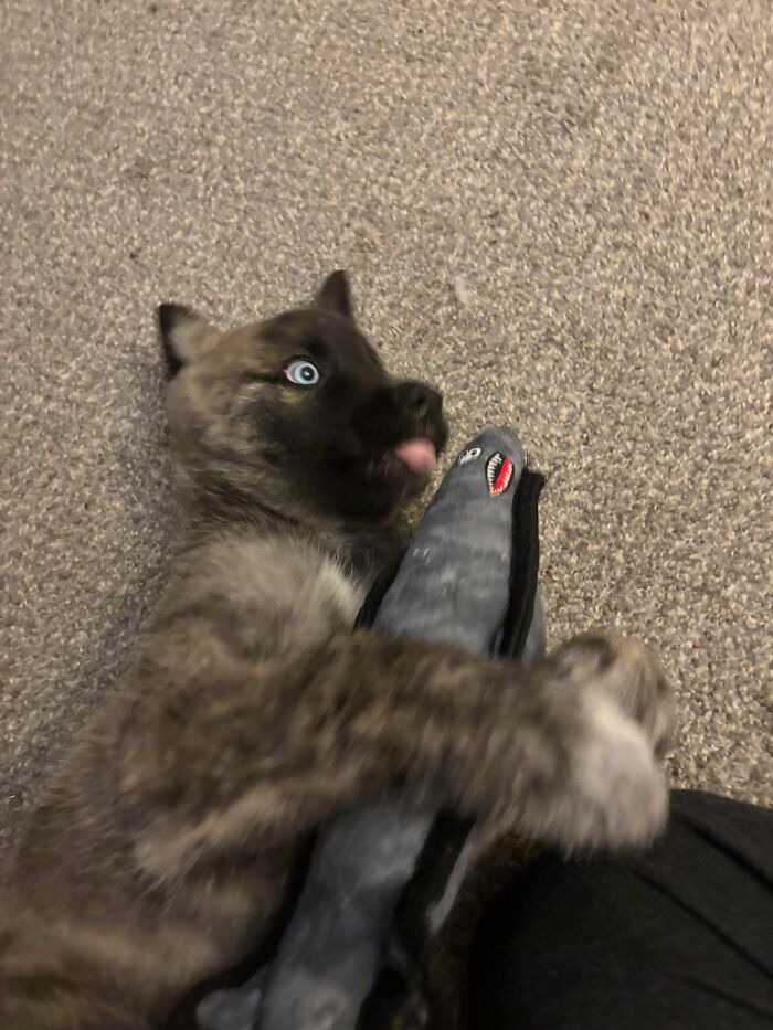 30 Animals Caught Being Goofier Than Anyone Expected