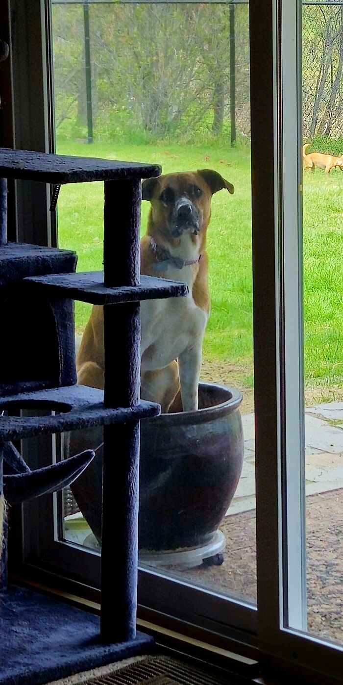 30 Animals Caught Being Goofier Than Anyone Expected