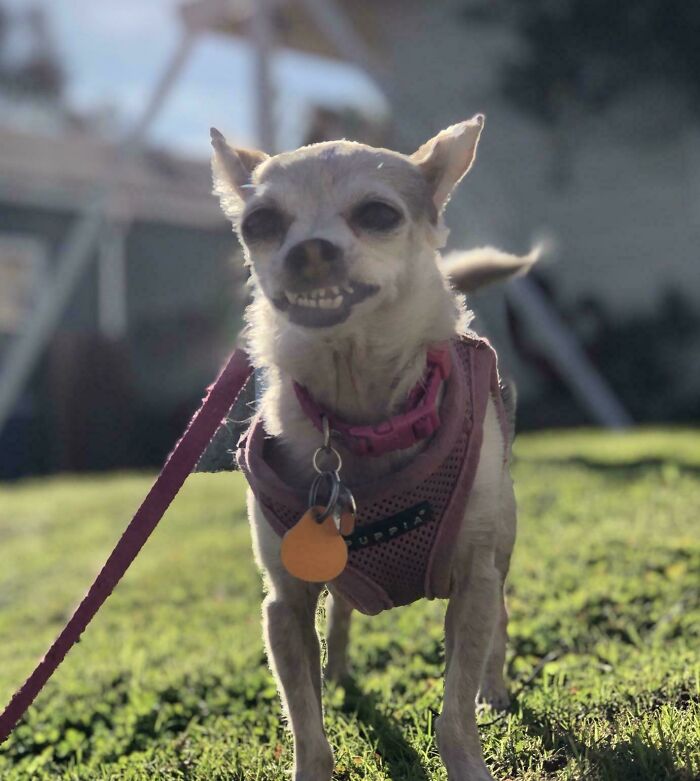 30 Animals Caught Being Goofier Than Anyone Expected