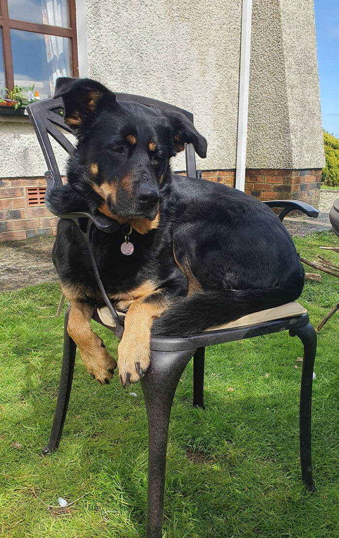 30 Animals Caught Being Goofier Than Anyone Expected